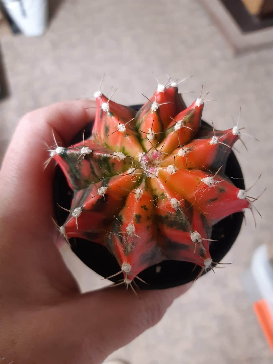 Customer photo review of Gymnocalycium Mihanovichii Variegata (Kaktus)