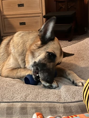 Customer photo review of 6 Inch Monster Bully Stick