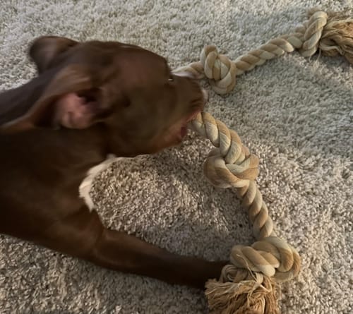 Customer photo review of Bully Stick Springs 7-10" (6 count)