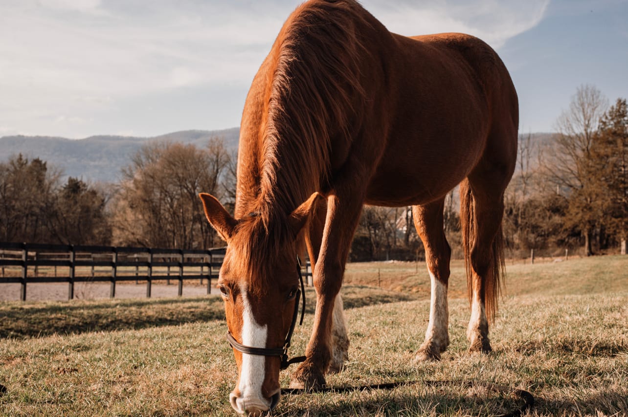 Customer photo review of GOLDEN HOUR LIGHTROOM PRESETS