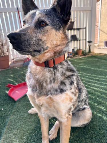 Customer photo review of Terracotta Collar (small)