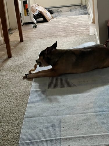 Customer photo review of Bully Stick Springs 7-10" (6 count)