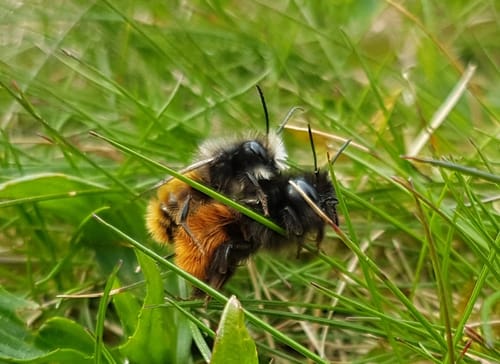 Customer photo review of BeeHome One