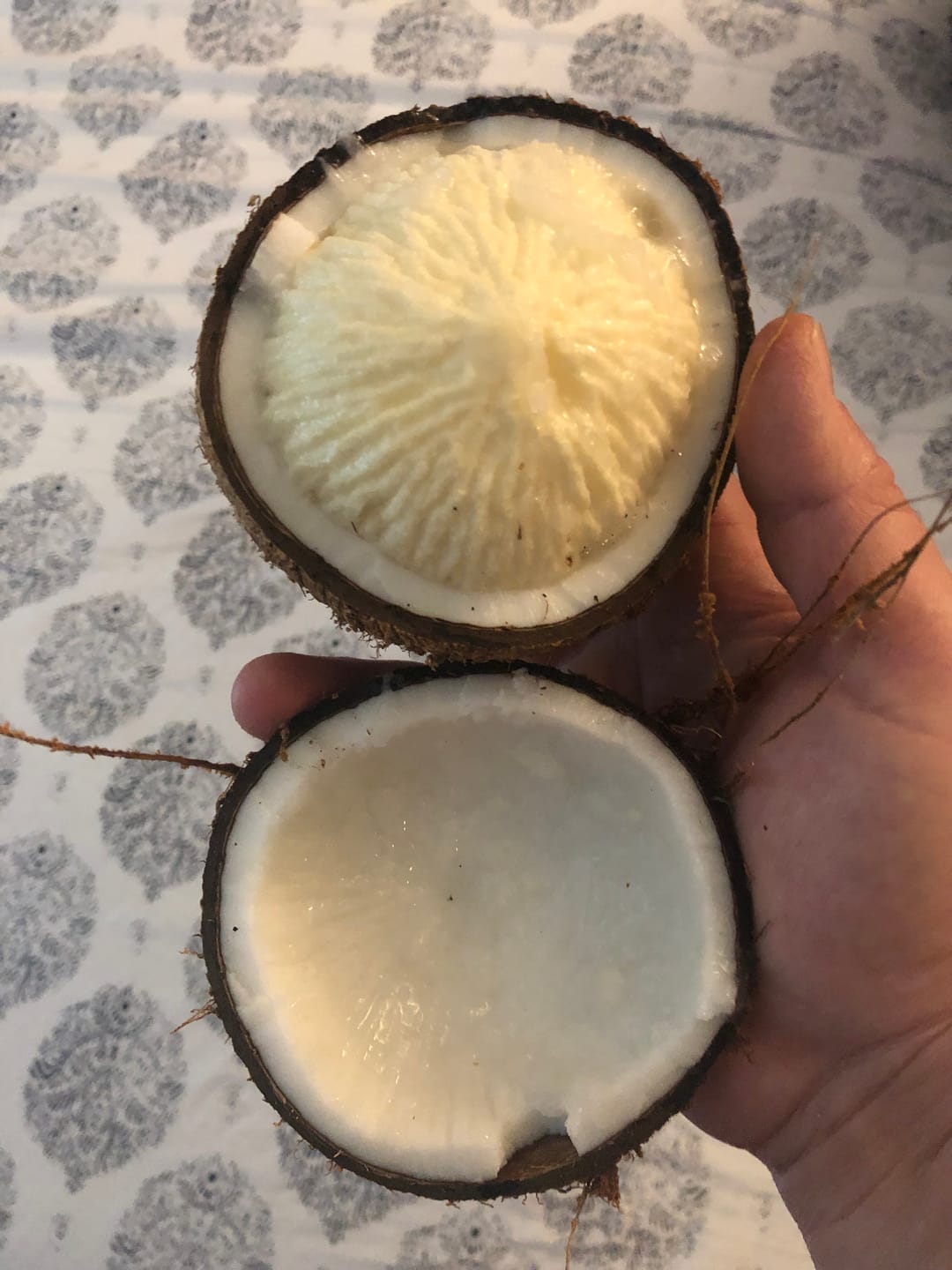 Customer photo review of Sprouted Coconut Box *Pre-Order*