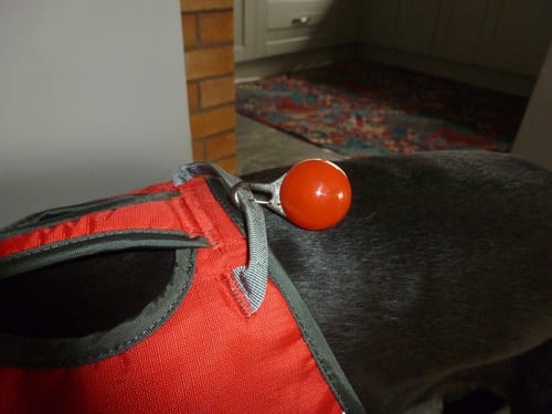 Customer photo review of Flashing Light Pet Tags