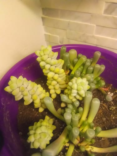 Customer photo review of Donkey's Tail | Sedum Burrito