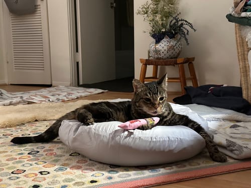 Customer photo review of Earl Grey Pudding Bed