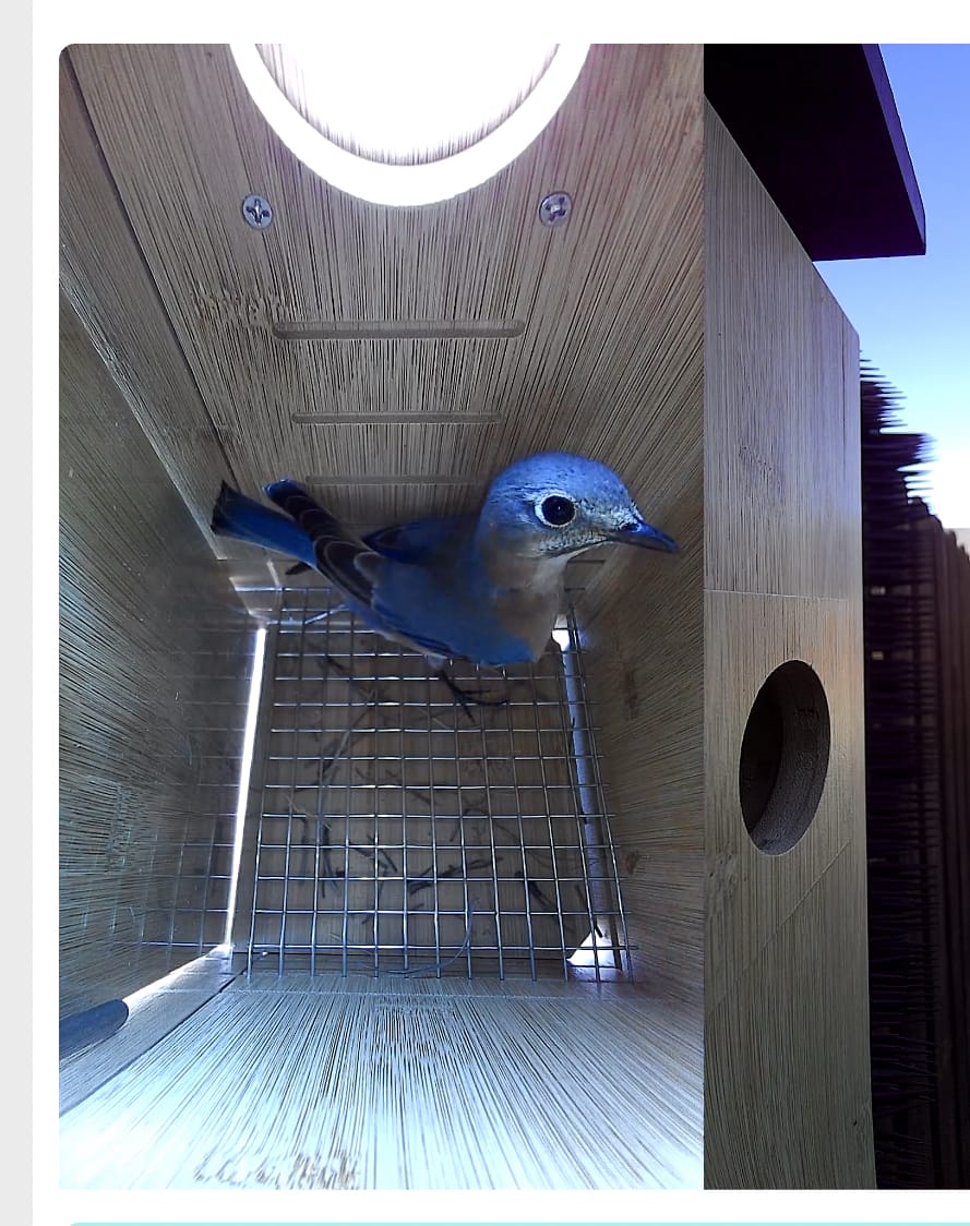 Customer photo review of Birdfy Nest - Smart Bird House with Dual Cameras