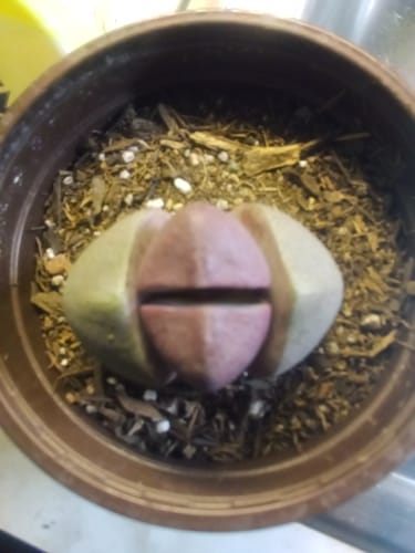 Customer photo review of Royal Flush | Pleiospilos Nelii