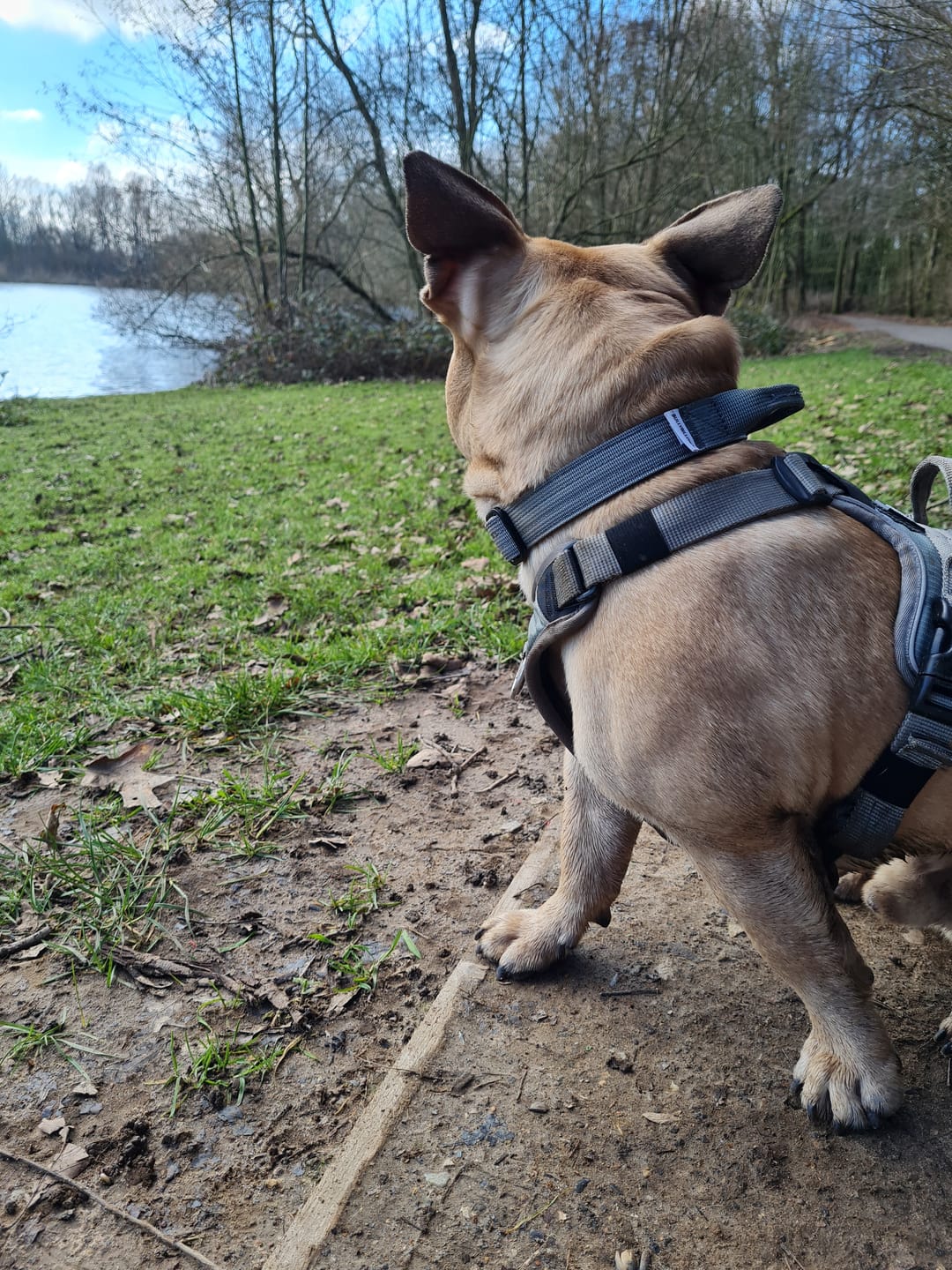 Customer photo review of 2.5cm Combat® Collar | With Handle & Rated Clip - Metal Grey v2.0