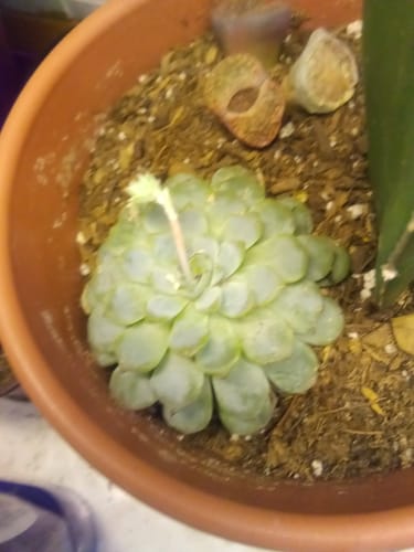 Customer photo review of Minima | Echeveria Minima