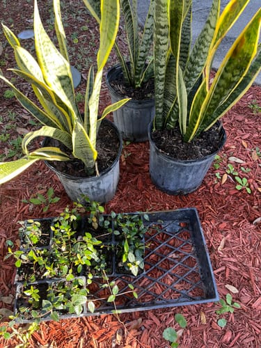 Customer photo review of Jasmine 'Minima'