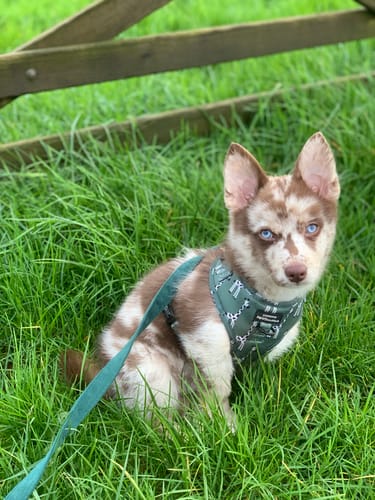 Customer photo review of Adjustable Harness – Gregory The Giraffe