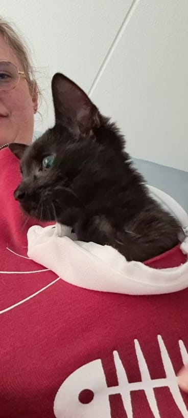 Customer photo review of Pawsome Cat Pocket Hoodie