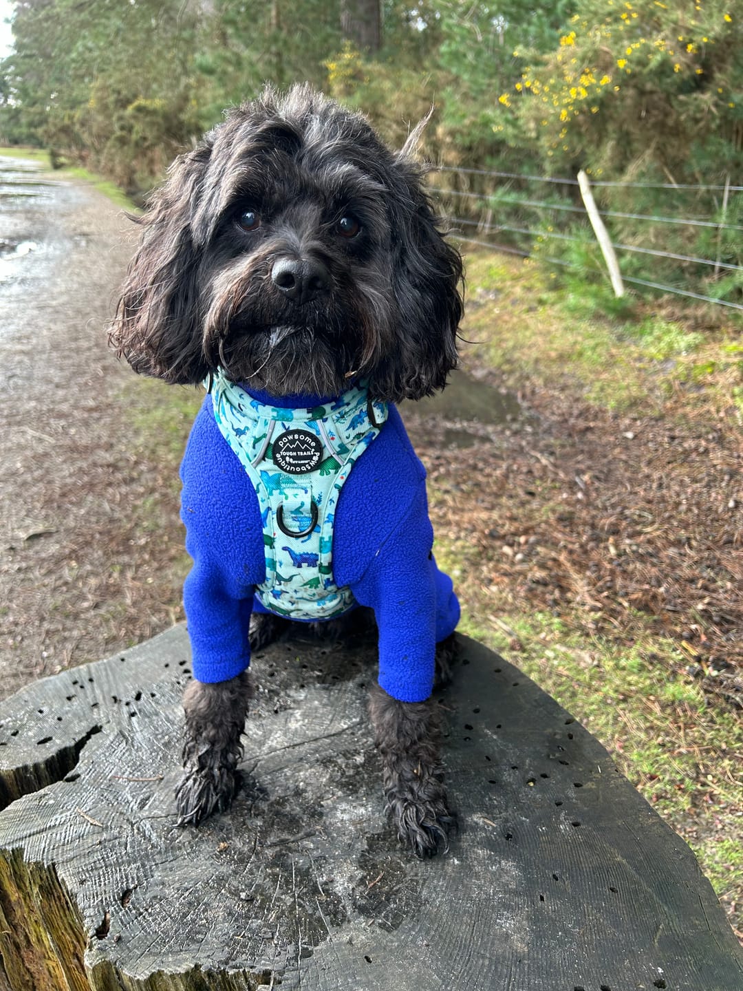 Customer photo review of Tough Trails™ Harness - Dinky Dino