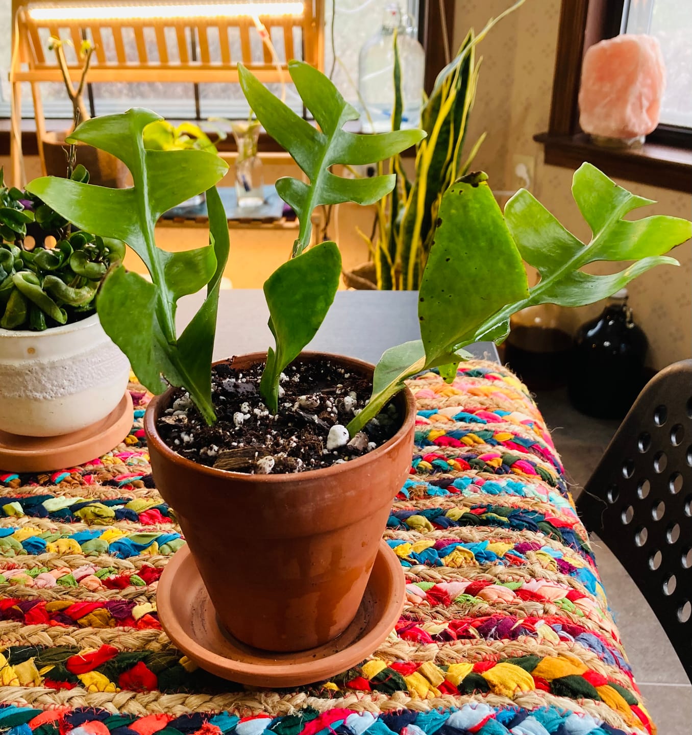 Customer photo review of Cactus Selenicereus chrysocardium "Sharktooth"