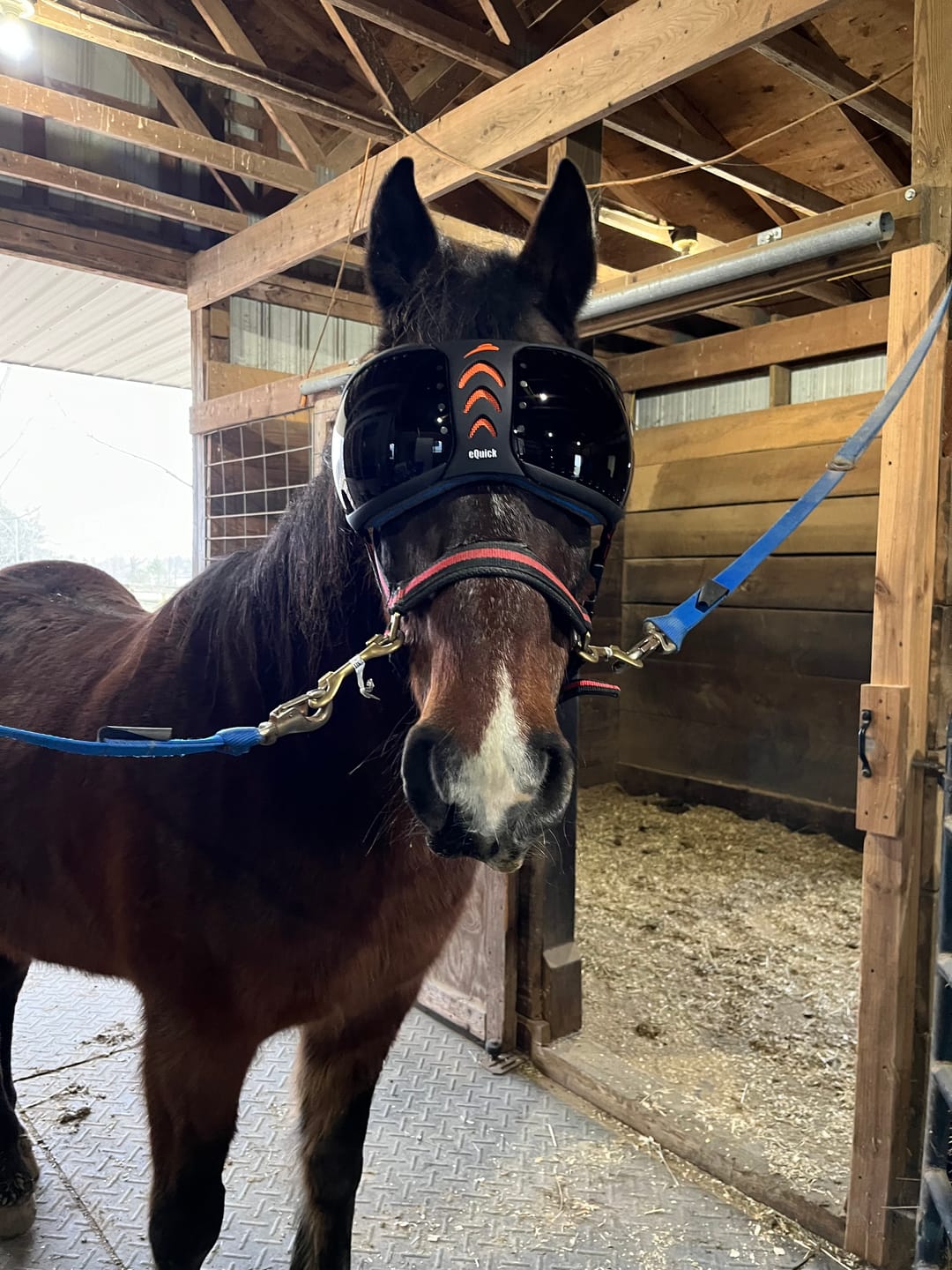 Customer photo review of eVysor - UV Horse Riding Goggles!