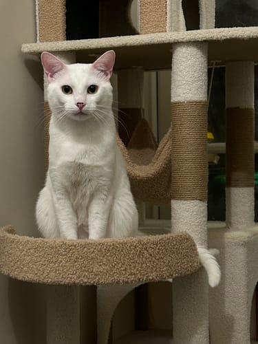 Customer photo review of Ona's Cottage Multi-Tier Cat Tree with Cat Scratching Posts