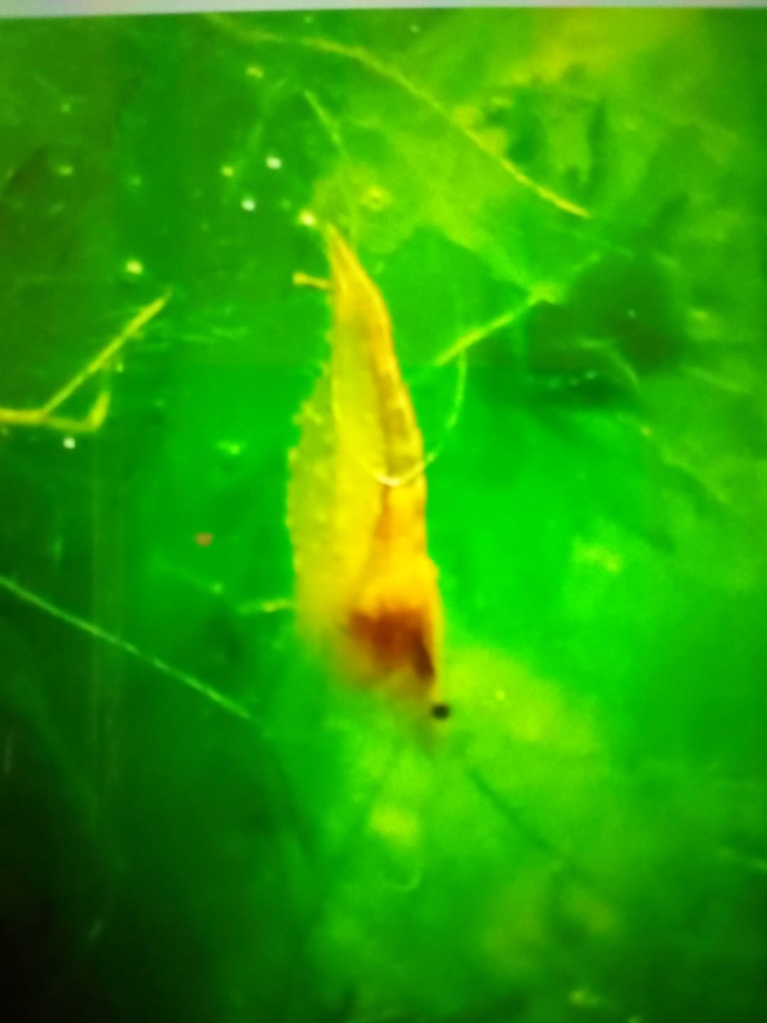 Customer photo review of Golden Neocaridina Shrimp