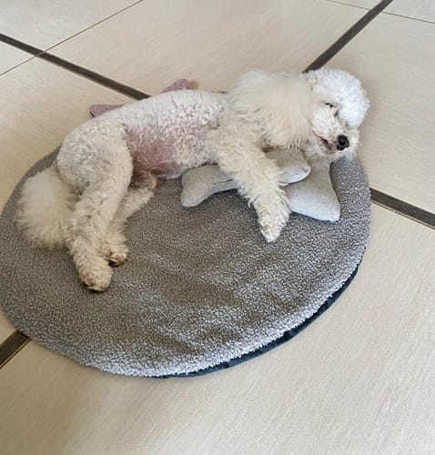 Customer photo review of Gioco Osso