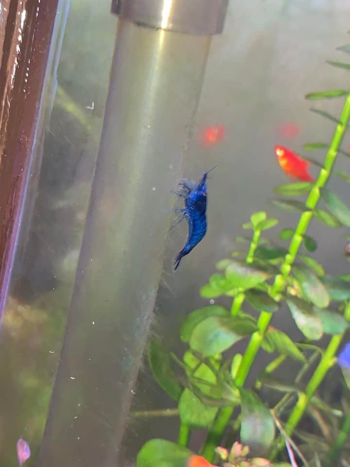 Customer photo review of Blue Dream Neocaridina Shrimp