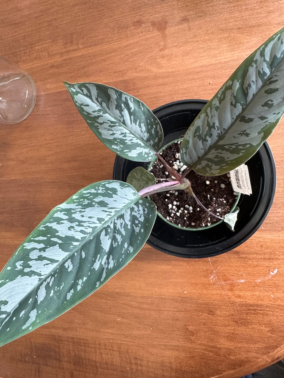 Customer photo review of Apoballis acuminatissima 'Lavallaei'