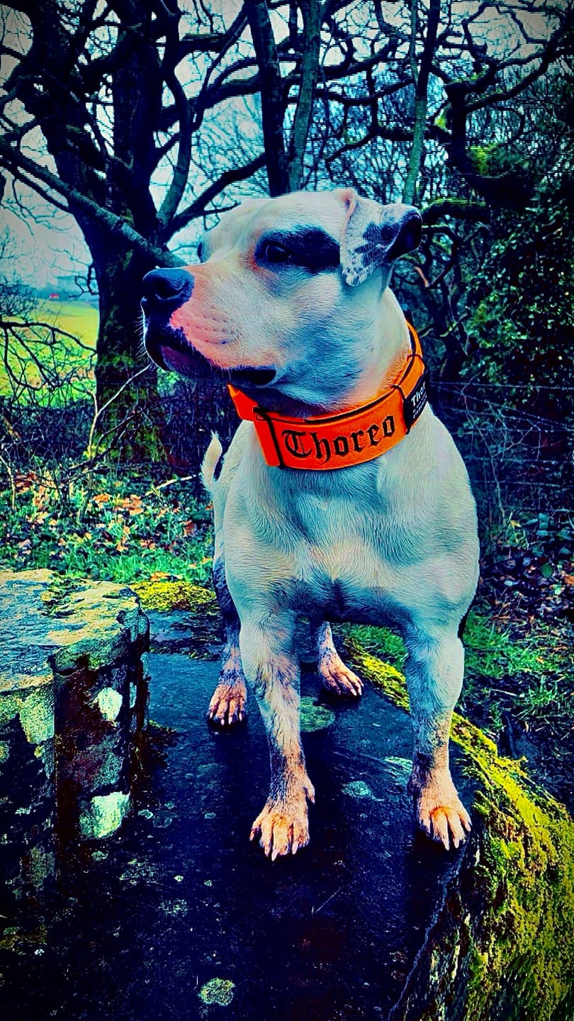 Customer photo review of 5cm LIGHTER Combat® Collar | With Handle Rated Clip - Tan x Tan