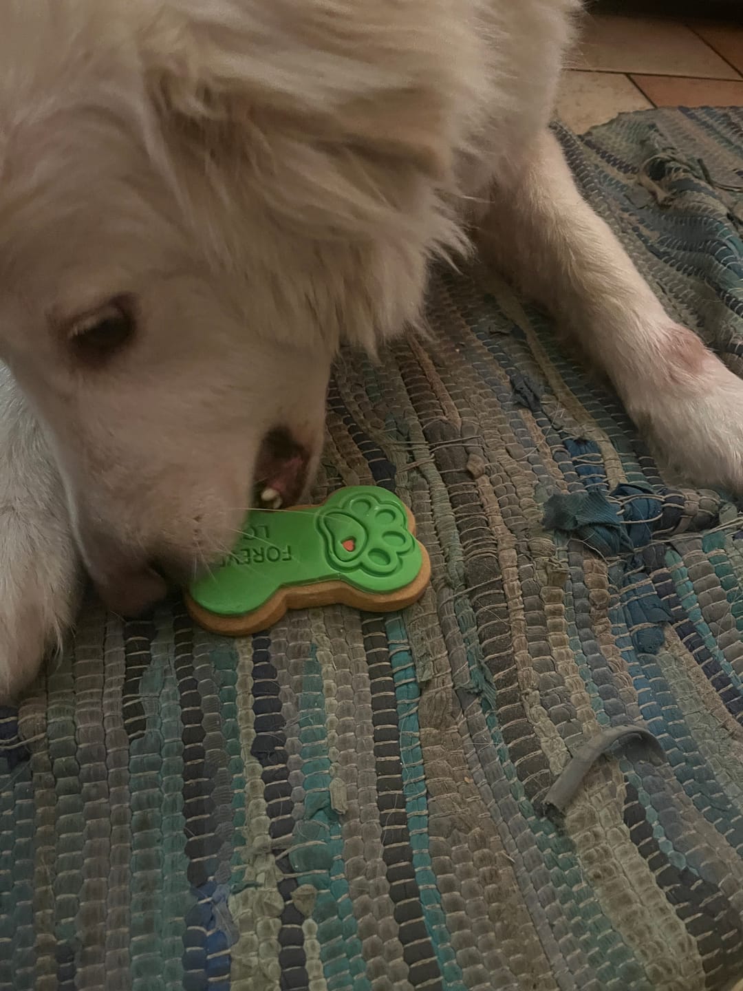 Customer photo review of Bones | Biscotto Per Cani