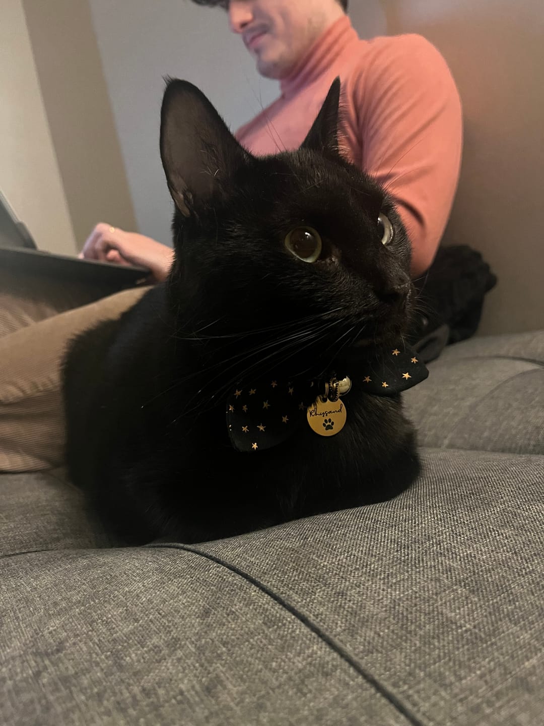 Customer photo review of Black Stars Print Cat Collar with Bow