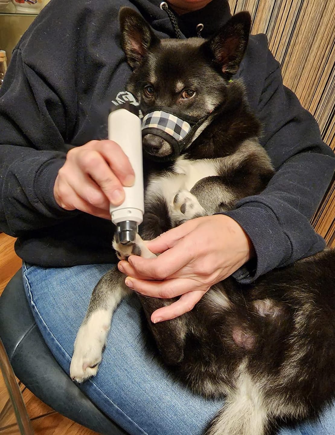 Customer photo review of The Original ClipMyPaws™ Painless Pet Nail Grinder That Doesn't Scare Your Pet