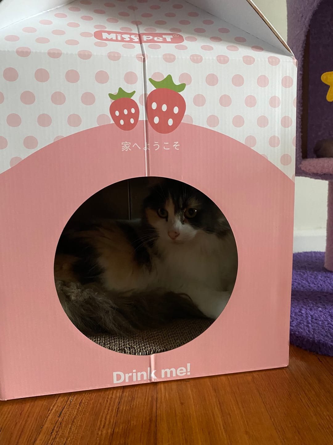 Customer photo review of Misspet Milk Box | Cat Scratcher and Nest