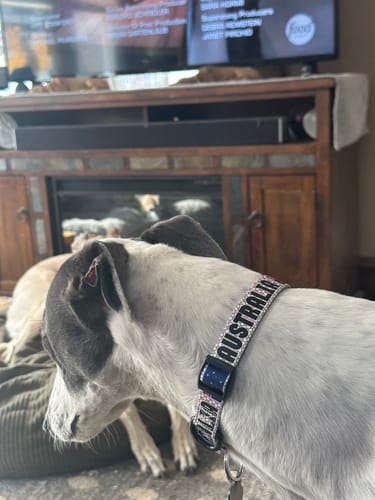 Customer photo review of Australia Dog Collar for Soccer Fans | Black or Pink | Quick Release or Martingale Style | Made in NJ, USA