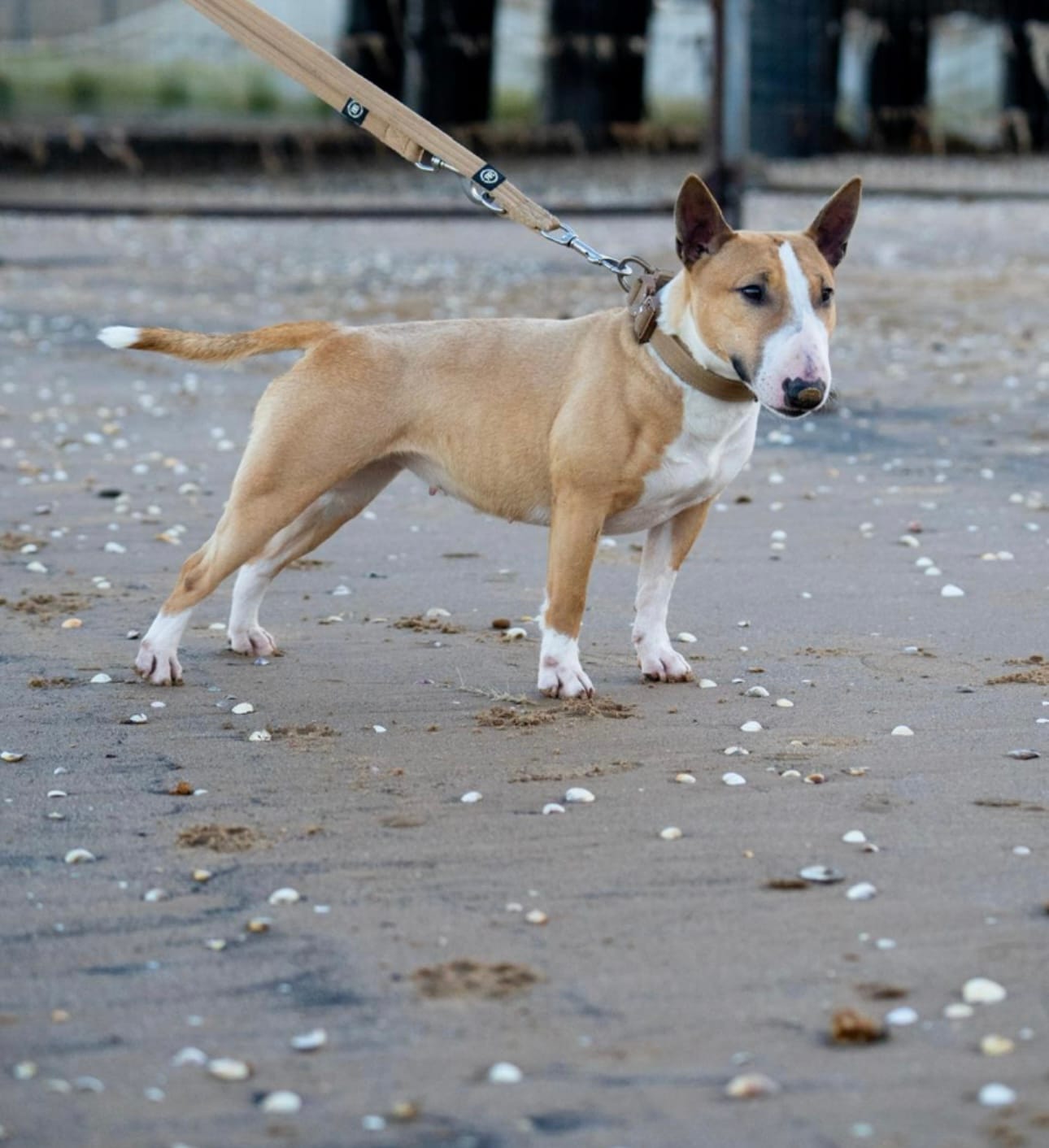 Customer photo review of Double Ended Training Lead | All Breeds - Durable & Soft 2m Lead - Military Tan