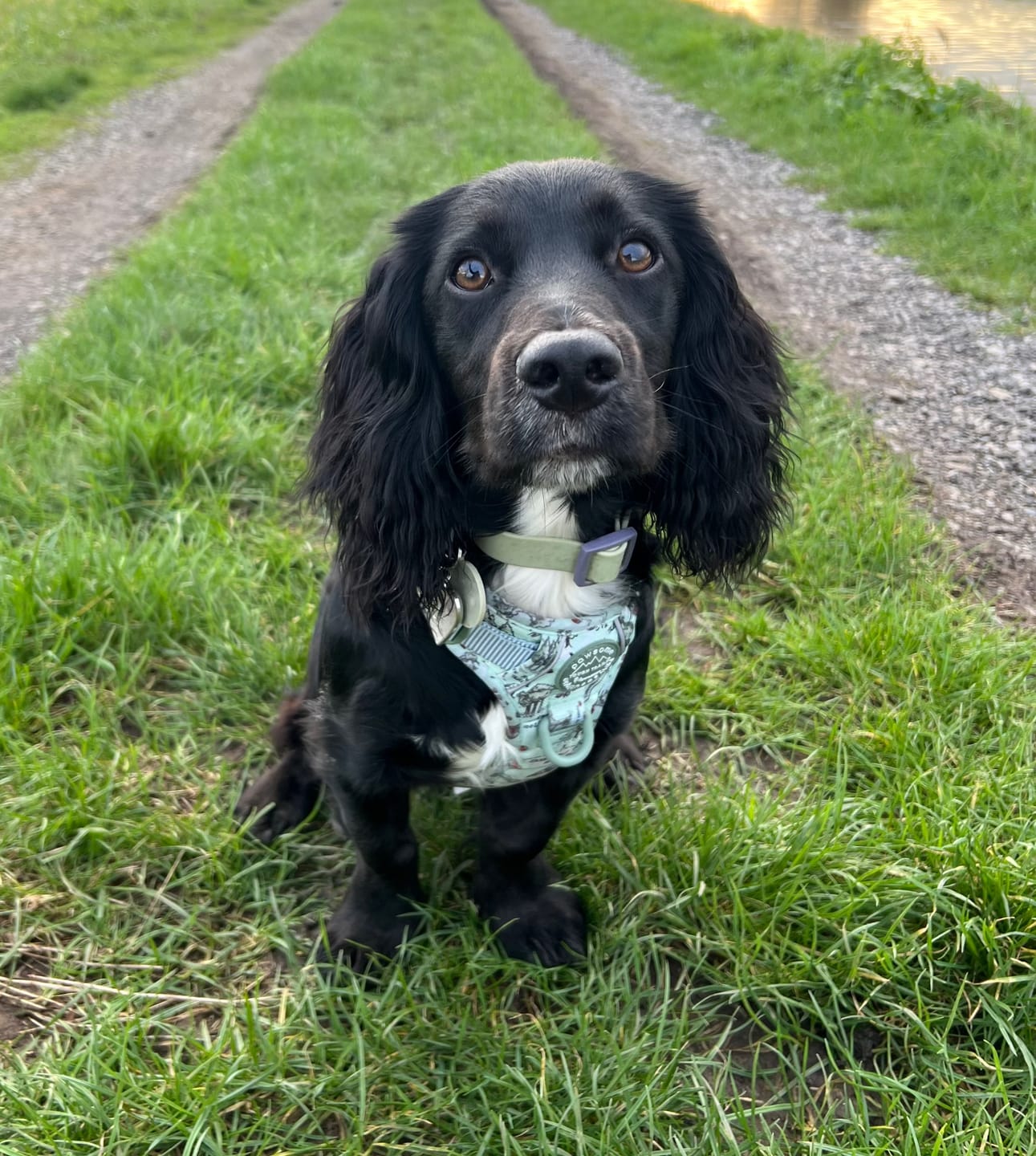Customer photo review of Tough Trails™ Harness - 100 Aker Wood