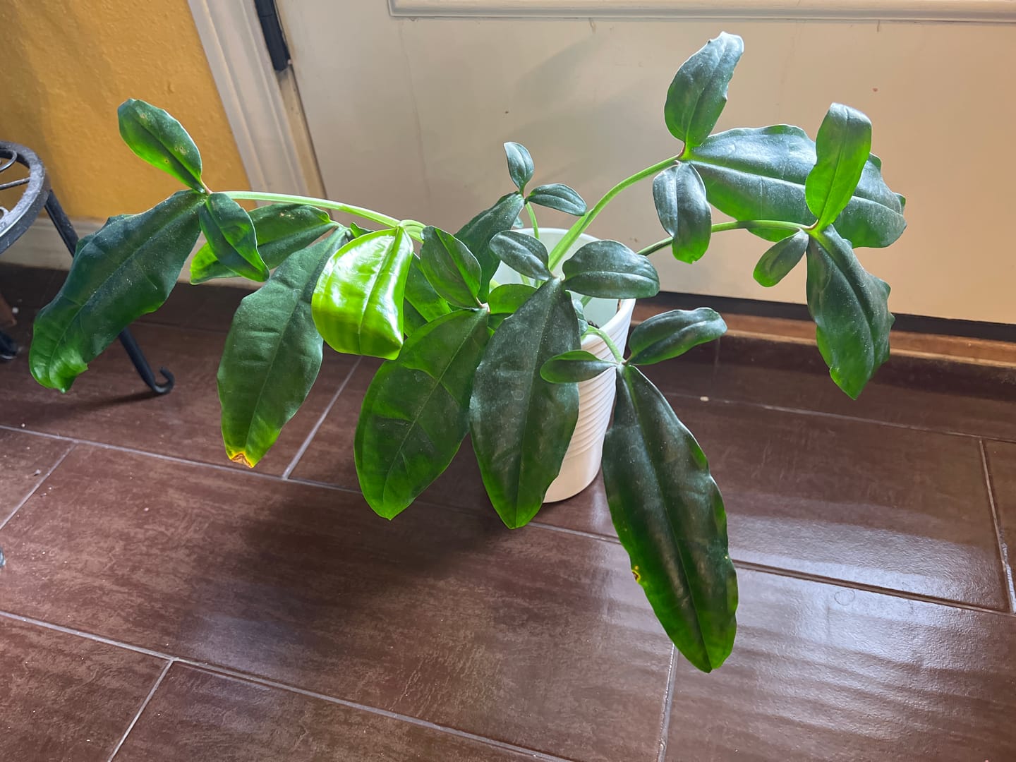 Customer photo review of Syngonium auritum