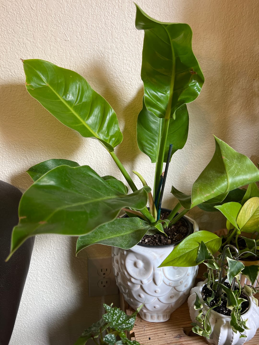 Customer photo review of Philodendron 'Moonlight'