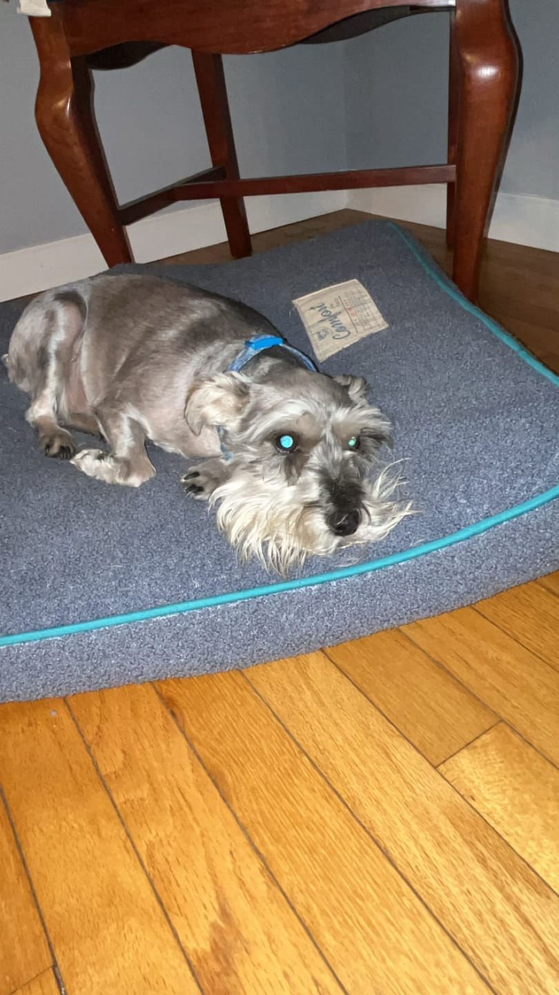 Customer photo review of Strong Paws Recovery Drops - 1000MG