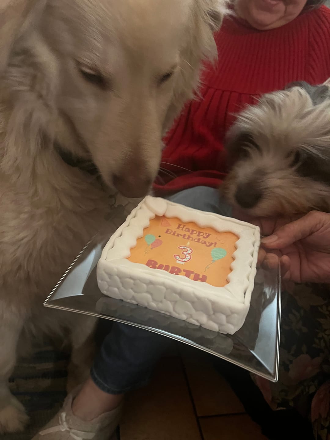 Customer photo review of Torta Per Cani Happy Birthday Personalizzabile Con NOME E ANNI