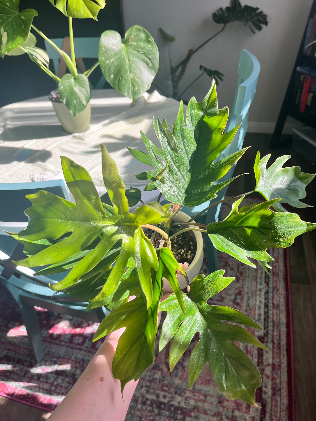 Customer photo review of Philodendron mayoi