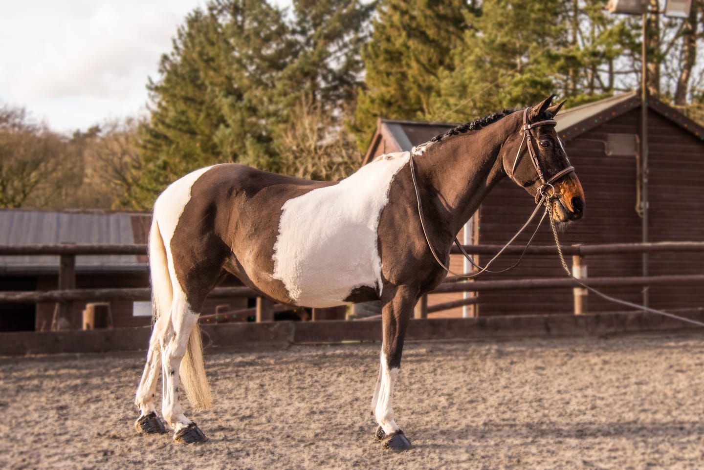 Customer photo review of Horse Shampoo