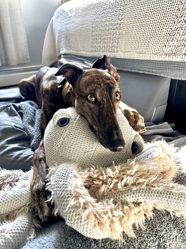 Customer photo review of The Octopus