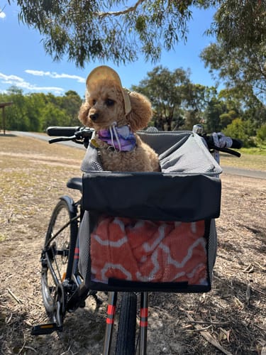 Customer photo review of All In One Pet Carrier Bag | Dog Bike Basket | Backpack for Dogs & Cats | Car Booster Seat