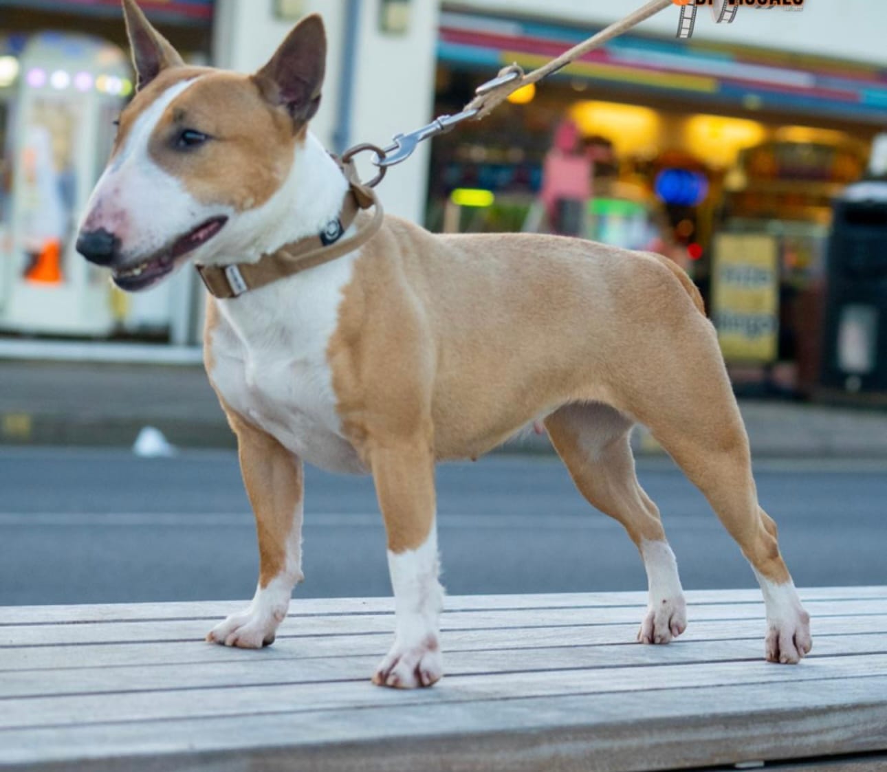 Customer photo review of 2.5cm LIGHTER Combat® Collar | With Handle & Rated Lightweight Clip - Tan x Tan