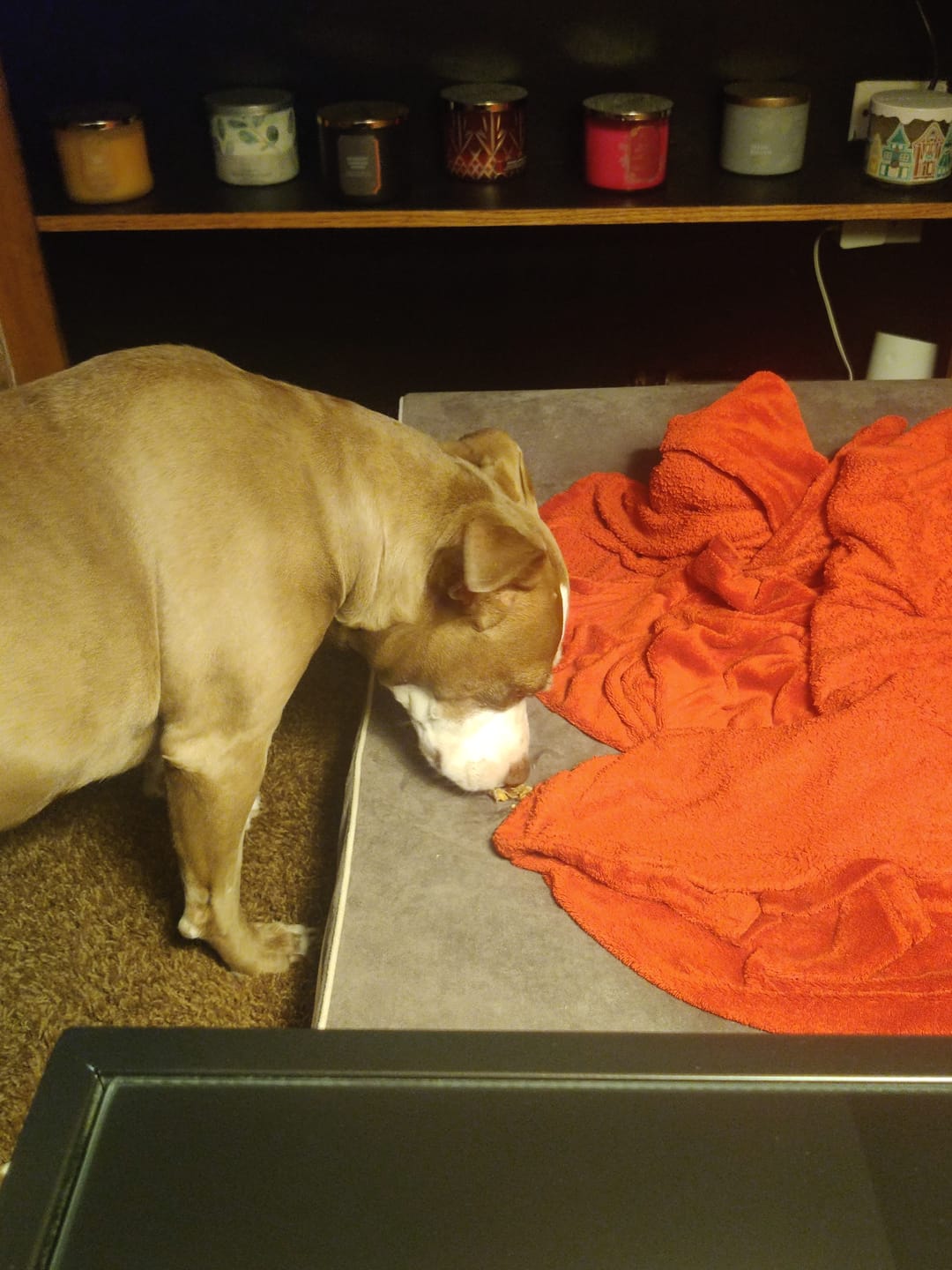 Customer photo review of Beef Jerky Chews 9-10" (20 Count)