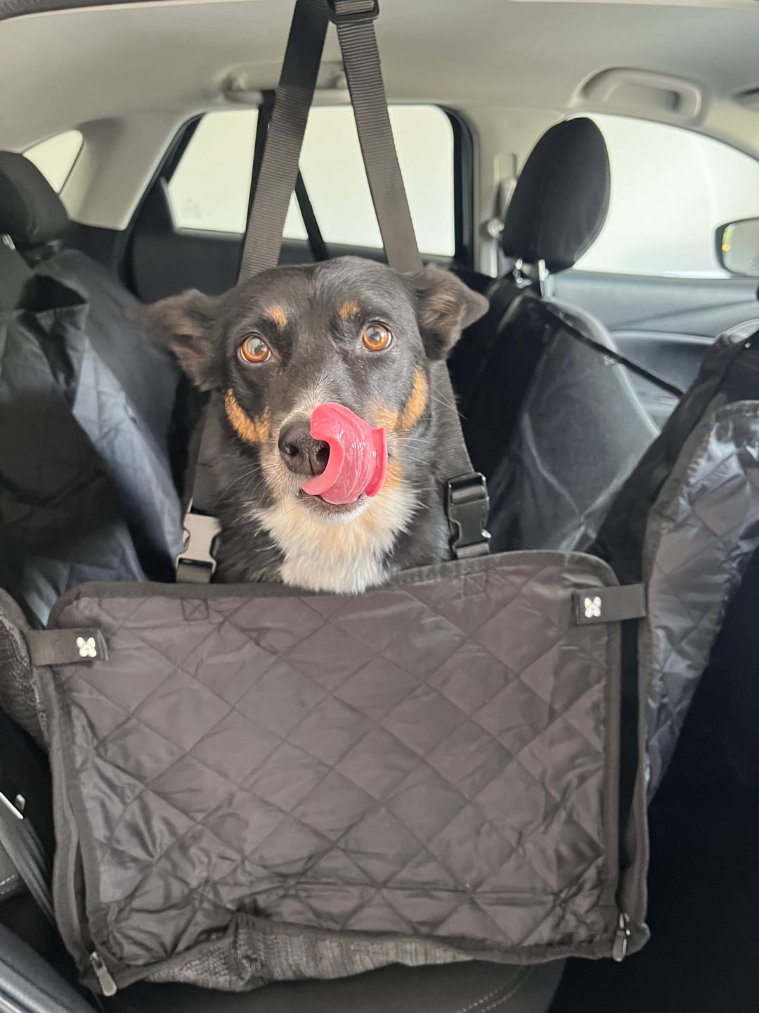 Customer photo review of 4-in-1 Dog Car Seat Cover