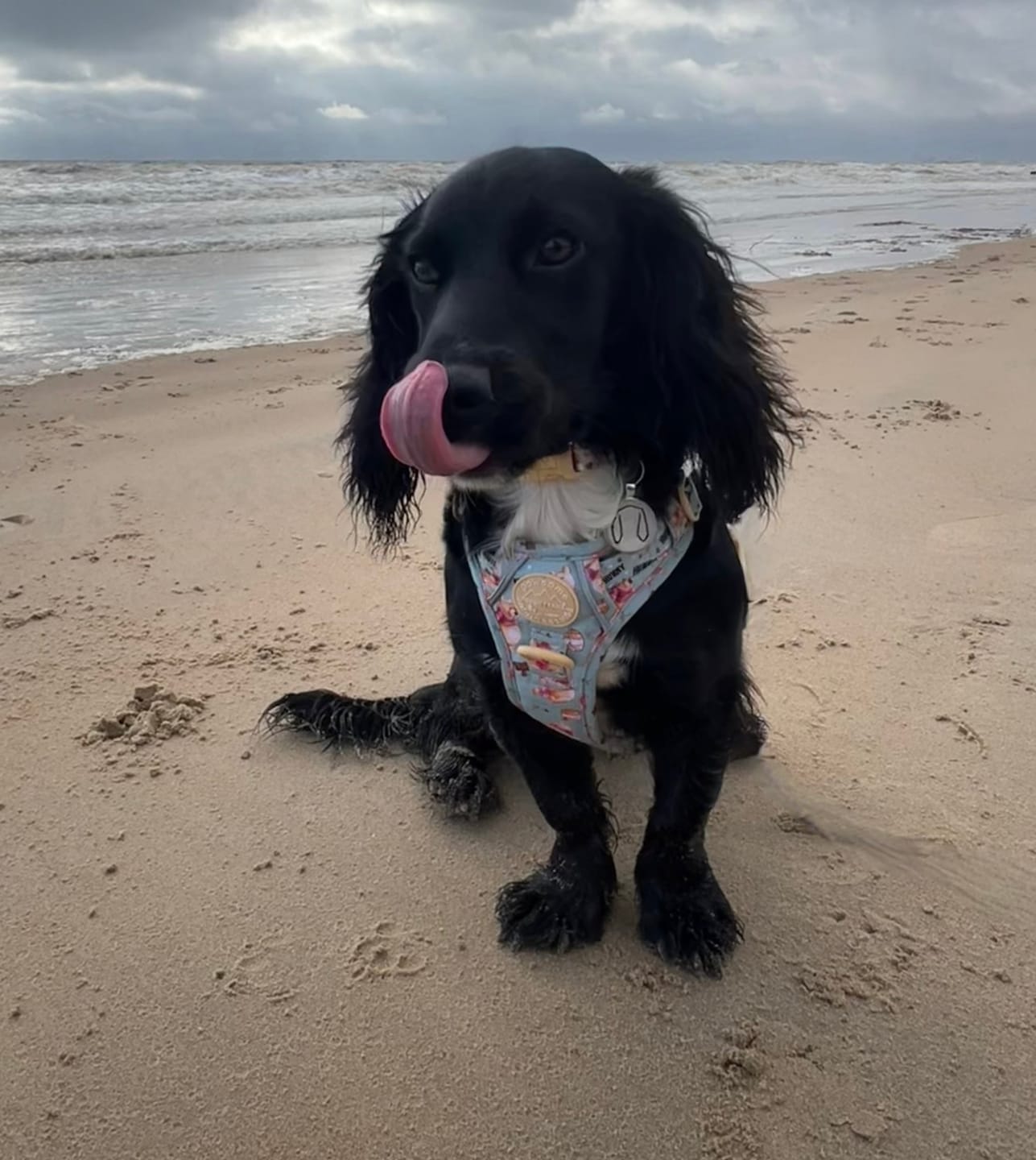 Customer photo review of Tough Trails™ Harness - Winnie The Pooh