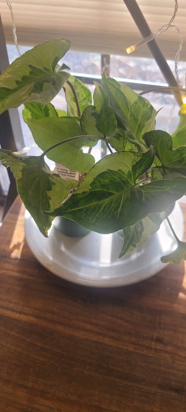 Customer photo review of Syngonium podophyllum 'Three Kings'