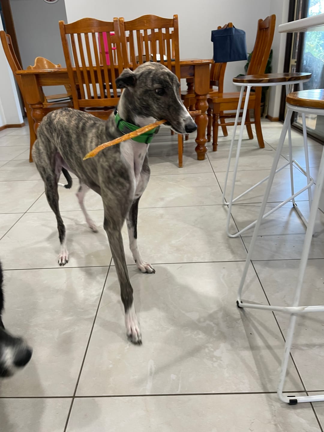 Customer photo review of Aussie Beef Tendons (Large Dogs)