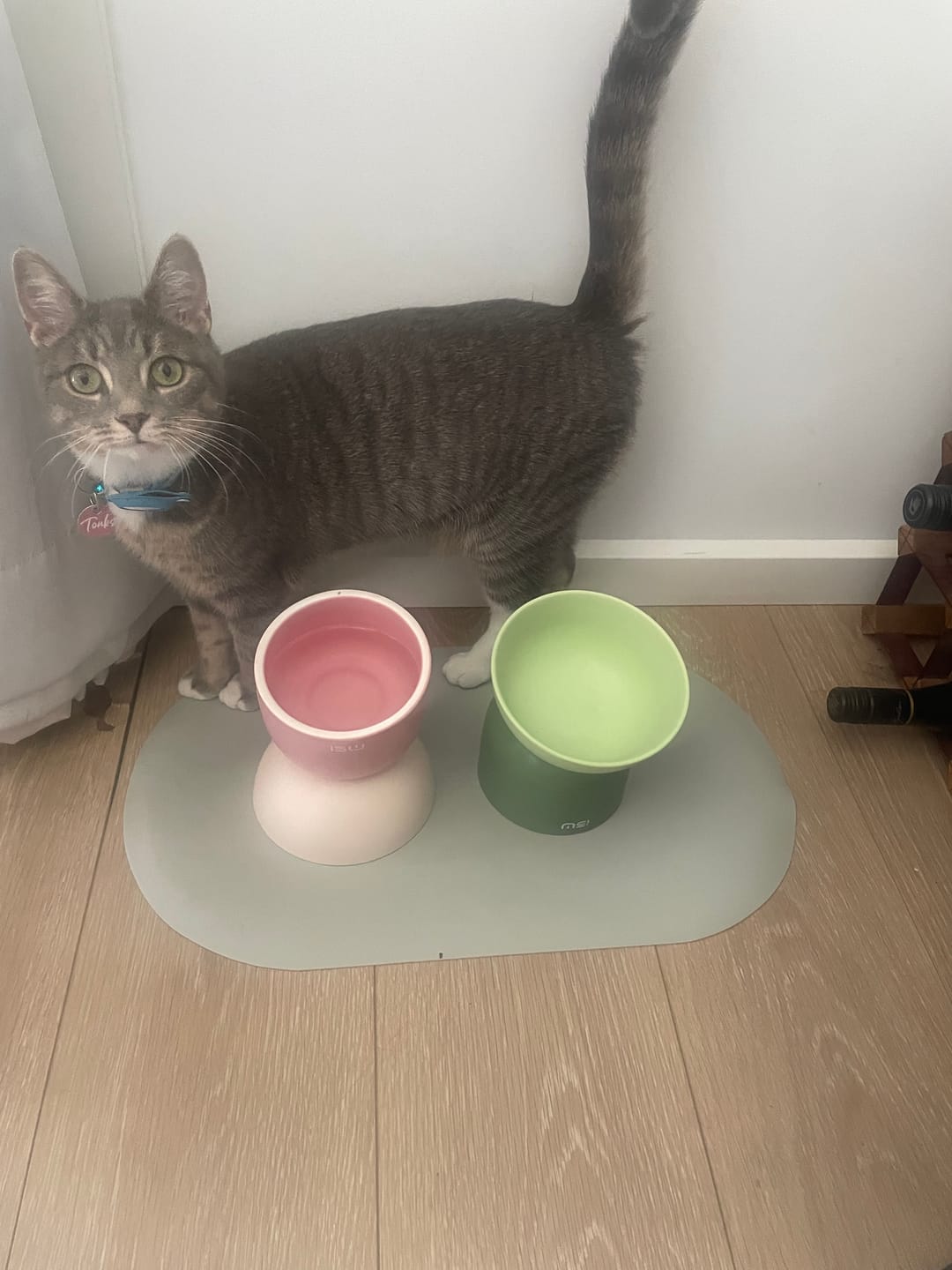 Customer photo review of Makesure Sugar Bean Ceramic Double Pet Bowls For Cat and Small Dogs