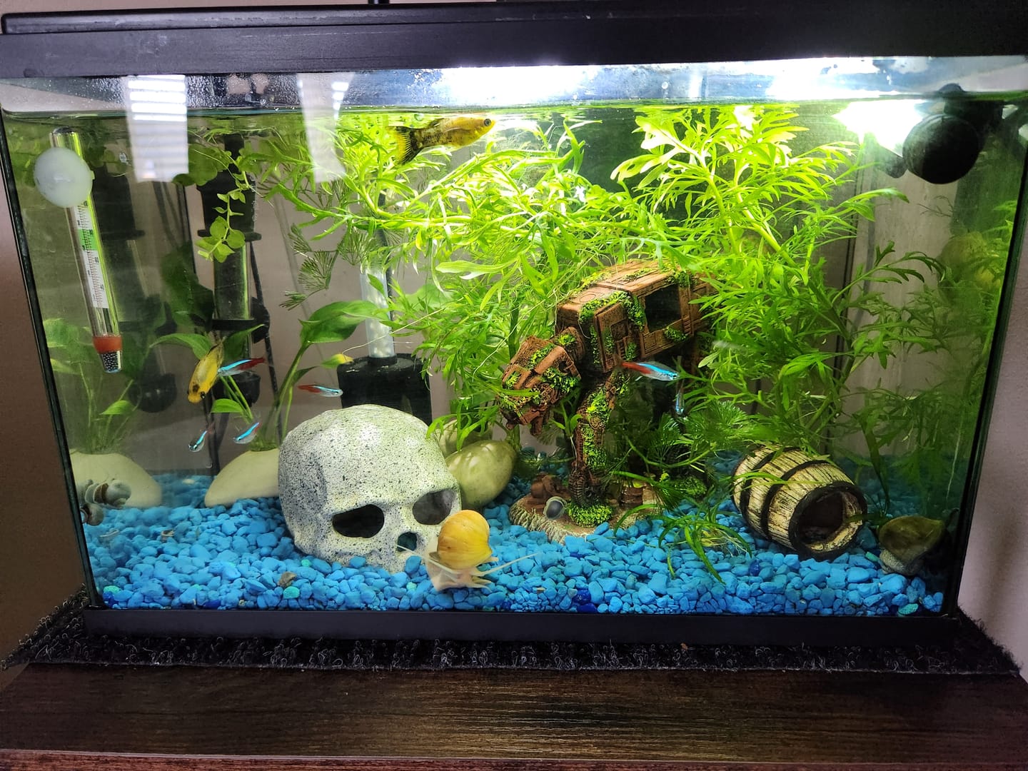 Customer photo review of FritzZyme 7 Freshwater Live Bacteria
